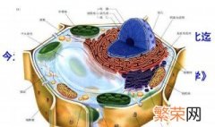原核细胞和真核细胞的区别是什么 原核细胞与真核细胞的区别是什么
