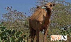 骆驼为什么能吃仙人掌不怕扎嘴吗 骆驼为什么能吃仙人掌