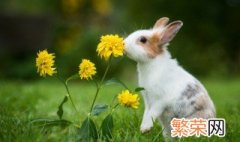 给小白兔起可爱的名字 暖暖的宠物兔兔的名字雪白柔软