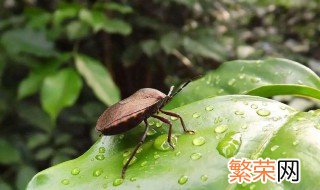 九香虫和臭屁虫的区别 九香虫和臭屁虫的区别图片