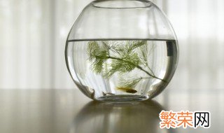 秋分后钓鱼技巧 秋分时节怎么钓鱼