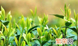 过期茶叶的八大妙用 有关茶叶的用法