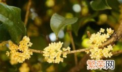 桂花什么季节开 桂花开花季节