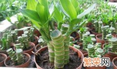 富贵竹的养殖方法及养护知识 富贵竹的养殖方法和注意事项有哪些