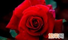 红玫瑰代表什么意思 红玫瑰代表的寓意