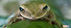 蛙的冬眠主要受什么因素影响 冬眠时蛙类会选择什么来冬眠