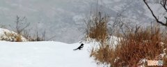 雪花分为多少种 雪分为哪几种