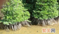 红树植物对高盐的潮间带环境具有特殊的什么 红树植物的生长环境