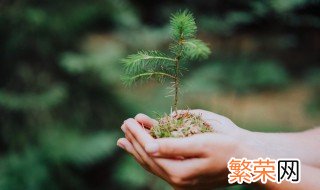 2022年植树节的意义 2021年植树节是我国第几个植树节