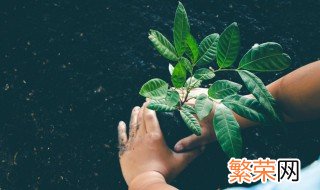 2020年的植树节是我国的第几个植树节 2022年植树节的来历