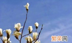 玉兰什么时候开 玉兰花开时间