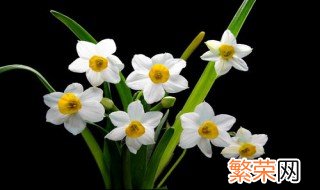 水仙花水培养殖方法 水仙花水培养殖方法简述