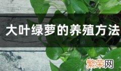 大叶绿萝的养殖方法和注意事项 你知道吗