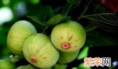 无花果树怎么种植方法 无花果树如何种植