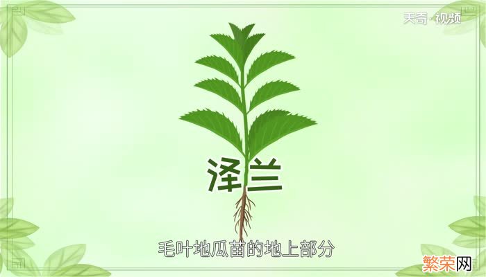 泽兰的功效与作用 泽兰对人体都有哪些好处