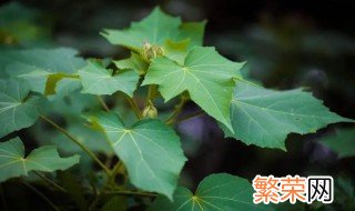 芙蓉花的叶片有斑点是怎么回事 芙蓉花叶子有斑点怎么办