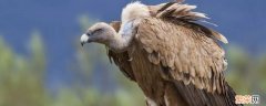 秃鹫是几级保护动物 秃鹫是国家几级动物