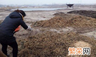 鸡粪的自然腐熟方法 鸡粪的腐熟方法