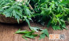 艾草一年能收割几次 艾草一年能收割的次数介绍