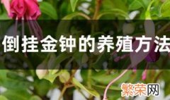 倒挂金钟的养殖方法和注意事项 大家可以了解一下