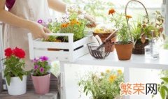 室内盆栽植物如何施肥 家里的室内土培植物怎么施肥