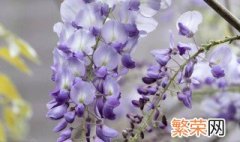 紫藤花的养殖方法和注意事项 紫藤花的养植方法