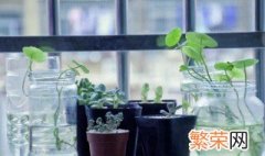 家养多肉植物怎么养 家里怎么养多肉植物