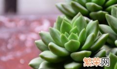 多肉植物在家里怎么养 在室内,如何养好多肉植物