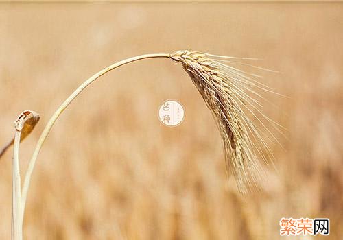 芒种是什么意思 二十四节气中的芒种是什么意思