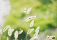 夏至是什么季节 夏至是什么