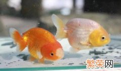 兰寿金鱼饲养技巧 兰寿金鱼饲养方法