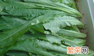 油麦菜种植方法 油麦菜种植方法是什么