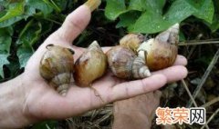 蜗牛的养殖方法 三种方法分享