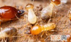 如何消灭床上小黄家蚁 消灭床上小黄家蚁的方法