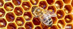 蜂巢为什么是六边形的 蜂巢为什么是六边形的探究活动设计