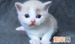 小猫不吃东西怎么办 小猫不吃东西的原因