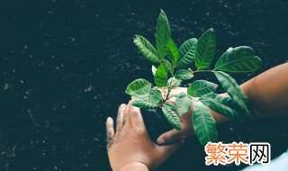 怎样养殖如意花 如意植物的养殖方法