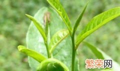 新手怎么选择茶叶 新手选择茶叶的方法