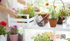 家里养什么植物招财 家里养什么植物招财风水好