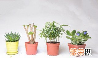 养什么植物最旺财 属鼠的人养什么植物最旺财