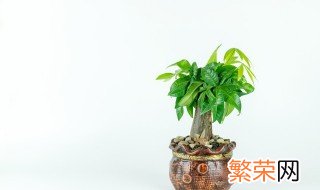 家里养什么植物最旺财 养什么植物最旺财运