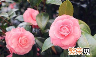 山茶花能不能在室内养 山茶花可以养在室内吗