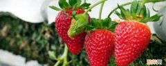 草莓里的虫子长什么样 草莓是虫子变的吗