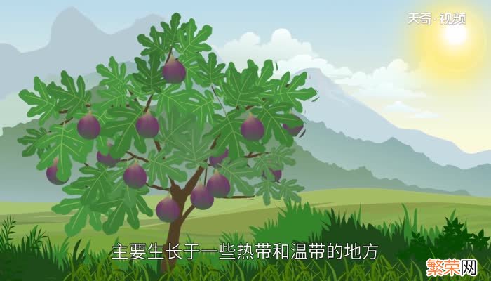 无花果产地 无花果原产自哪里