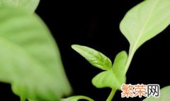 办公室花卉植物风水摆放的讲究 办公室绿植摆放风水忌讳