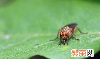 寝室小飞虫怎么处理 家中有蚊虫的原因