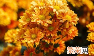 干菊花里面的小黑虫怎么去掉 干菊花里面的小黑虫去掉的方法