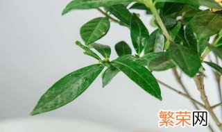 栀子花树枝干枯了还能救活 栀子花枝条干枯了还能不能活过来了