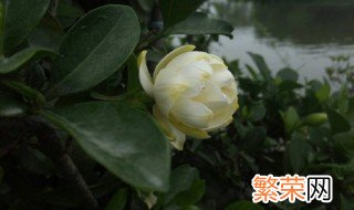 栀子花树能长多大 栀子花多久能长成树