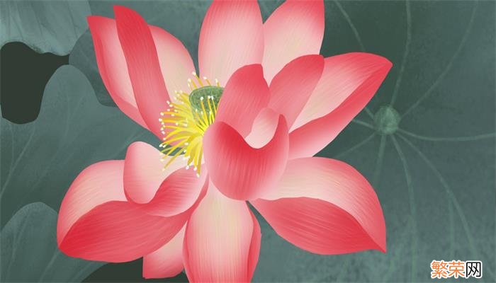 红莲花有什么寓意和象征 红莲花的寓意和象征是什么